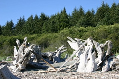 1DriftwoodGathering.jpg