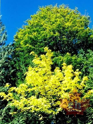 Fall Colours