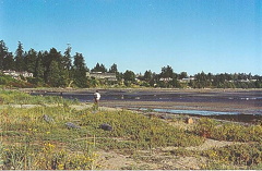 Low Tide