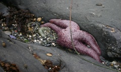 Starfish in Tidal Pools