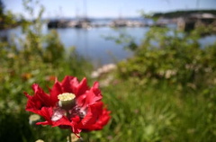 Waterfront Summer Colors