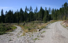 Backcountry Logging Roads