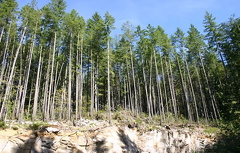Forests in the Backcountry