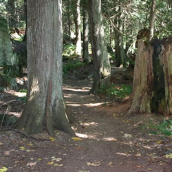 Colvin Creek Trail