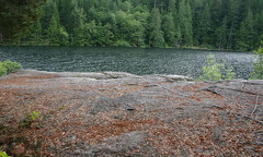 Pine needle Cushioned Rock Bluffs