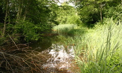 The Tidal Slough