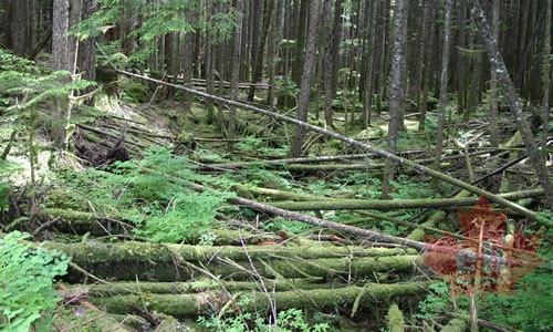 Deadfall Trees