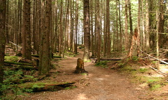Four Lakes Trail in the Forest
