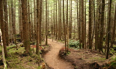 Hiking through tress on Four Lakes Trail