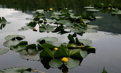 Stump Lake
