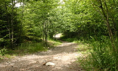 Trail through forest
