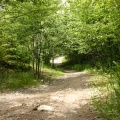 Trail through forest