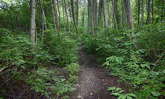 Hiking Trail to creek