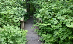 Hiking Trail