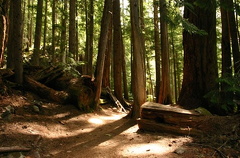 Forest Trails