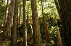 Forests