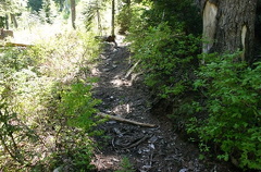 Muddy Trail