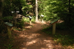 Interpretive Trail