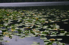 Lilly Pad Art