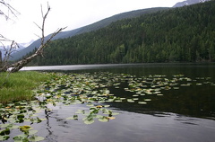 Lilly Pads