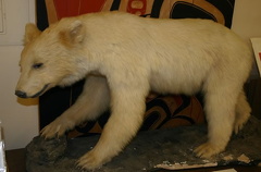 Kermode Bear