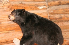 Black Bear