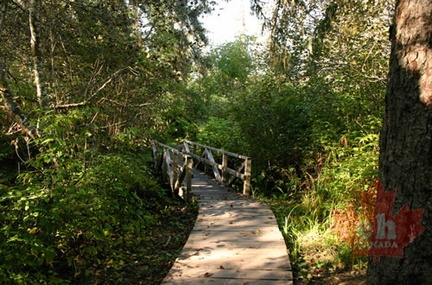 Boardwalk Bridge