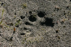 Bear Print