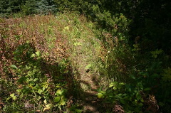 Tall Grass Hiking Trail