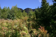 Shoulder High Hiking Trail