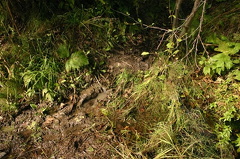 Mud Hiking