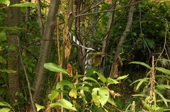 Trail Marker