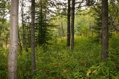 Overgrown Trail