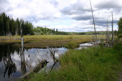 Birdwatching Pond