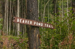 Beaver Pond Trail
