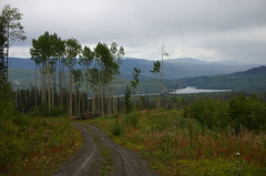 Logging Road