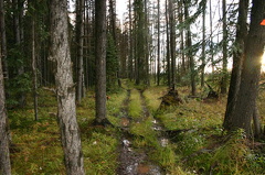 Hiking Trail