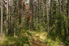 Hiking Trail