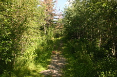 Forested Hiking Trail