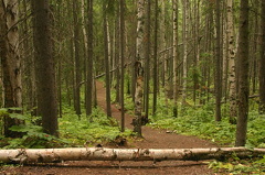 trail 002.jpg