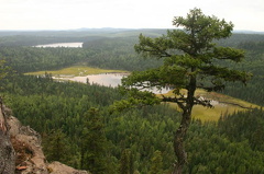 Wetlands and Bogs
