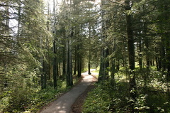 Forested Hiking Trail
