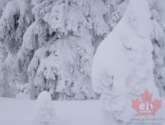 Should be a tree under there.