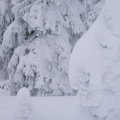 Should be a tree under there.