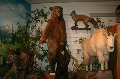 Mountain Goat and Friends
