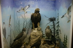 Birds of Prey