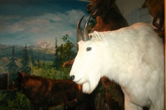 Mountain Goat