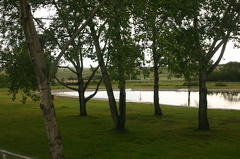 Grass Field