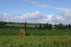 Hay Stacks
