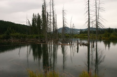 Marsh